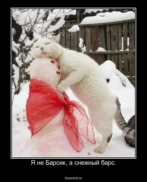 Я не Барсик, а снежный барс.