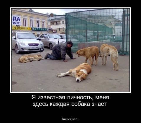 Я известная личность, меня здесь каждая собака знает