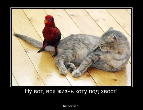 Ну вот, вся жизнь коту под хвост!
