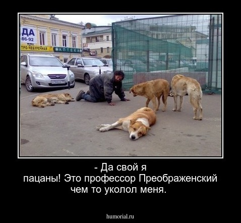 - Да свой я пацаны! Это профессор Преображенский чем то уколол меня.