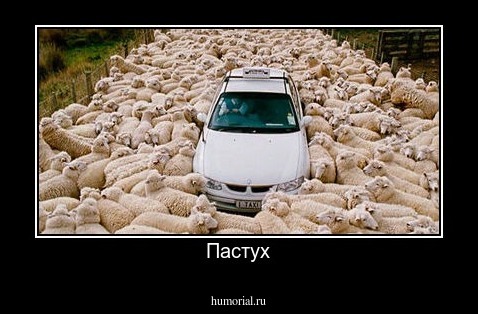 Пастух
