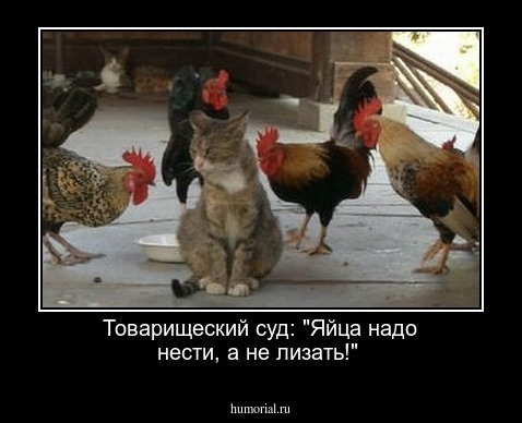 Товарищеский суд: "Яйца надо нести, а не лизать!" 