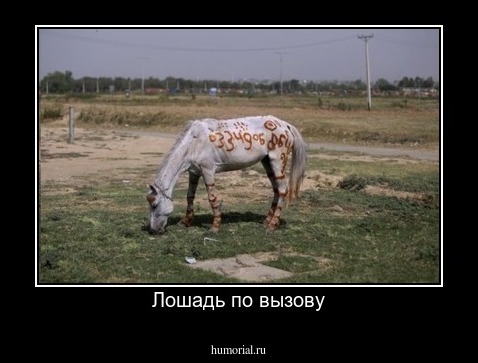 Лошадь по вызову