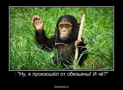 : "Ну, я произошёл от обезьяны! И чё?"