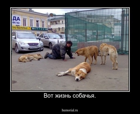 Вот жизнь собачья.