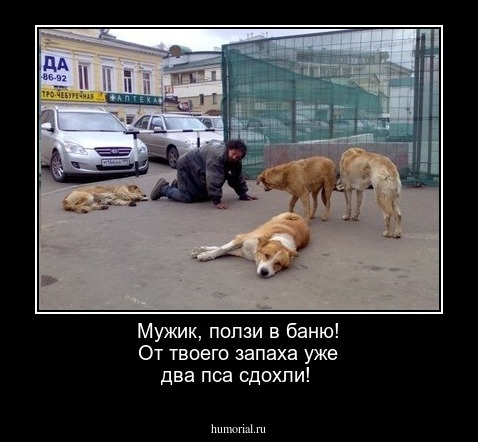 Мужик, ползи в баню! От твоего запаха уже два пса сдохли!