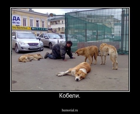 Кобели.