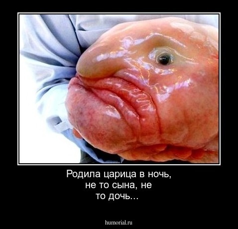 Родила царица в ночь, не то сына, не то дочь...