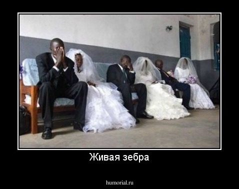 Живая зебра