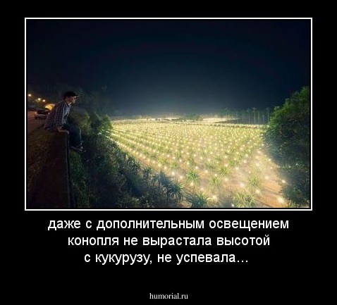 даже с дополнительным освещением конопля не вырастала высотой с кукурузу, не успевала...