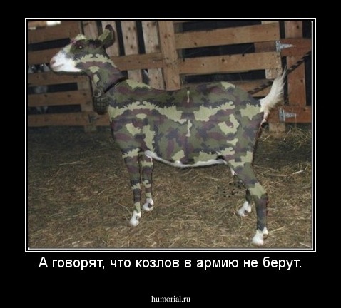 А говорят, что козлов в армию не берут.