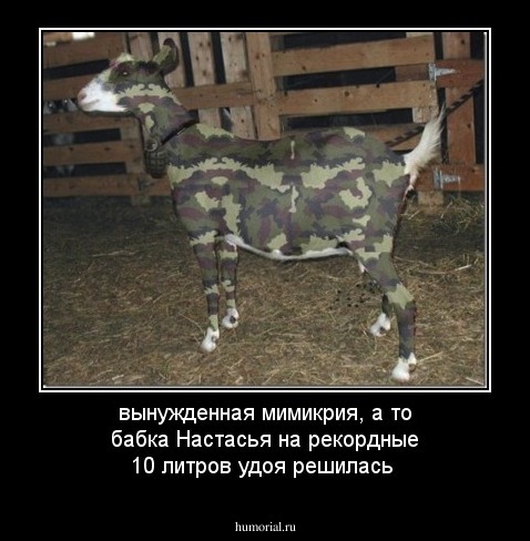 вынужденная мимикрия, а то бабка Настасья на рекордные 10 литров удоя решилась