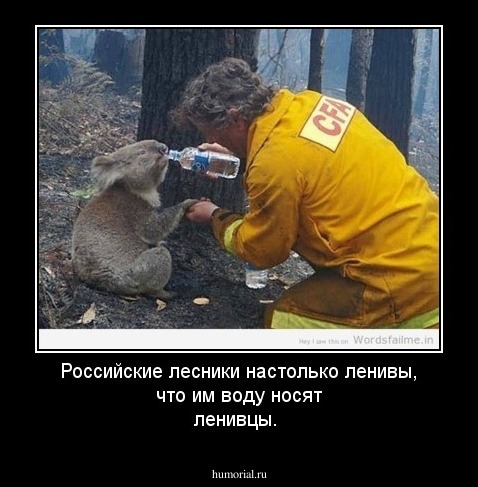 Российские  лесники настолько ленивы, что им воду носят ленивцы.