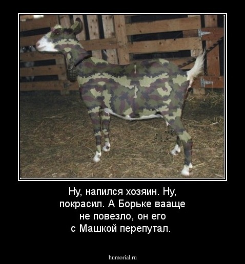 Ну, напился хозяин. Ну, покрасил. А Борьке вааще не повезло, он его с Машкой перепутал.