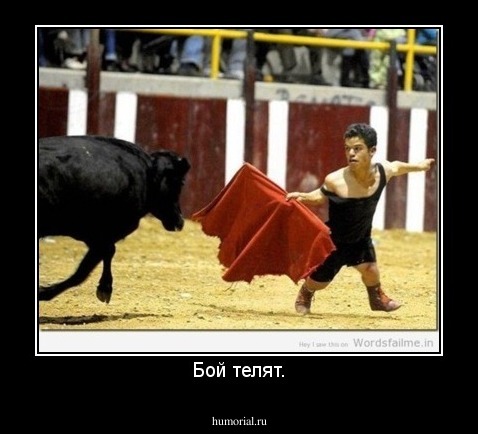 Бой телят.