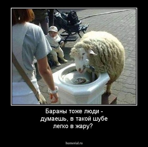Бараны тоже люди - думаешь, в такой шубе легко в жару?