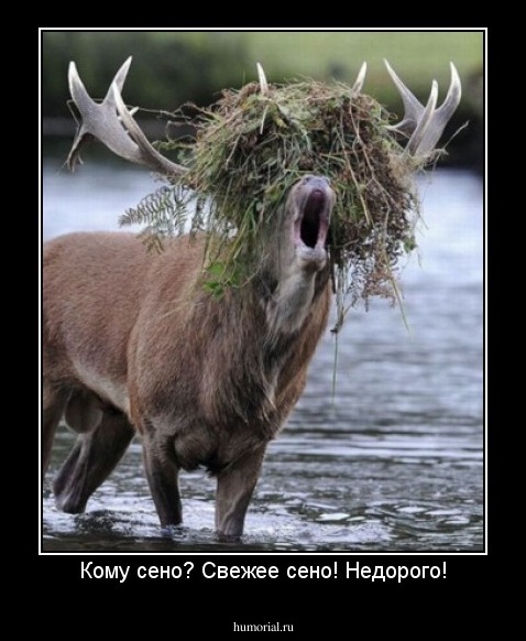 Кому сено? Свежее сено! Недорого!