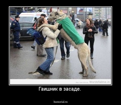 Гаишник в засаде. 