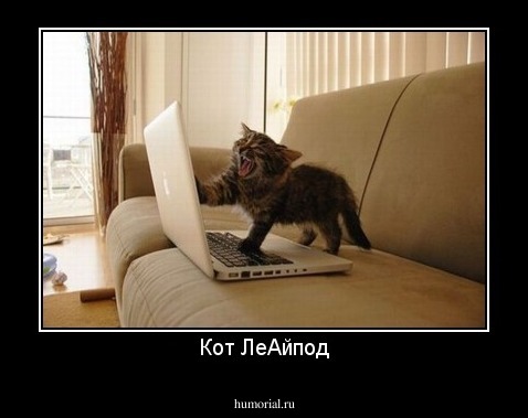 Кот ЛеАйпод