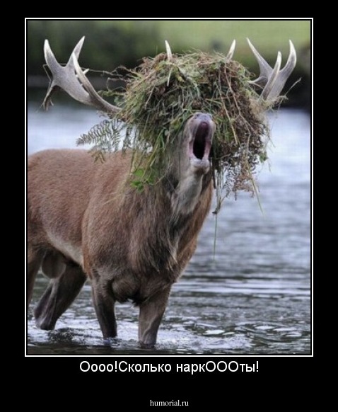 Оооо!Сколько наркОООты!