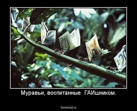 Муравьи, воспитанные  ГАИшником.