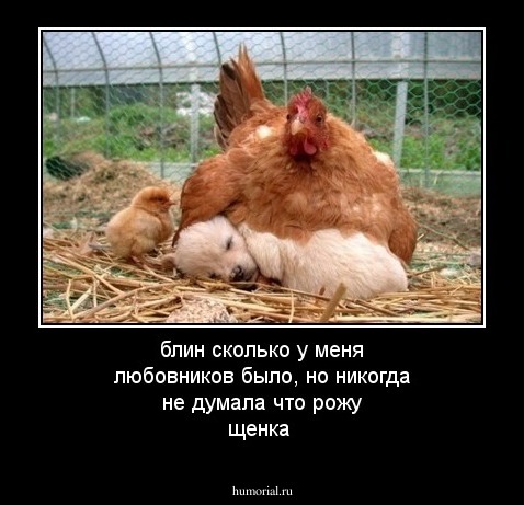 блин сколько  у меня любовников было, но никогда не думала что рожу щенка