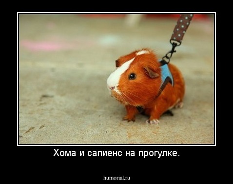 Хома и сапиенс на прогулке.