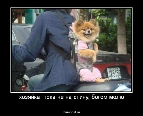 хозяйка, тока не на спину, богом молю