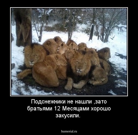 Подснежники не нашли ,зато  братьями 12 Месяцами хорошо закусили.