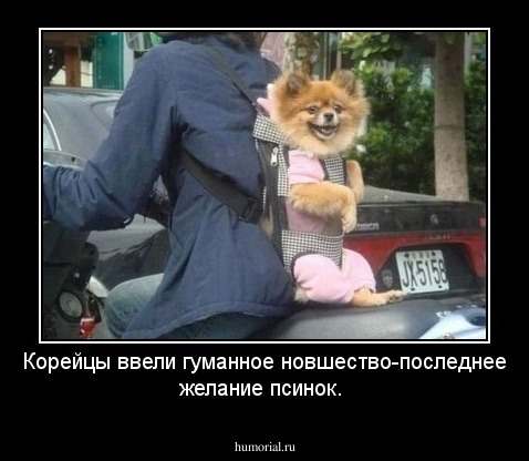 Корейцы ввели гуманное новшество-последнее желание псинок.