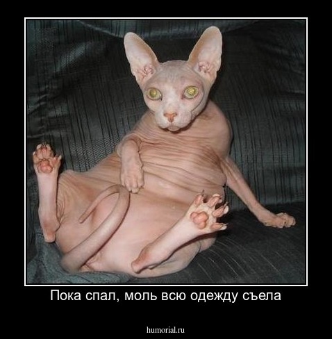 Пока спал, моль всю одежду съела