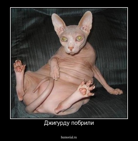Джигурду побрили