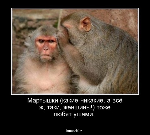 Мартышки (какие-никакие, а всё ж, таки, женщины!) тоже любят ушами.