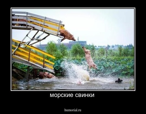 морские свинки 
