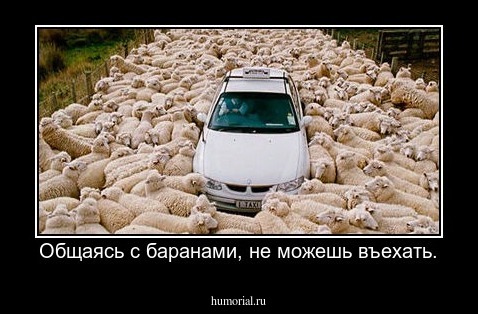 Общаясь с баранами, не можешь въехать.