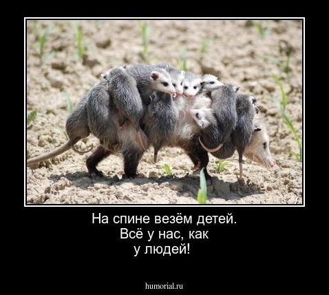 На спине везём детей. Всё у нас, как у людей!