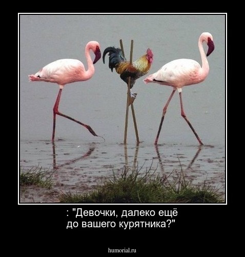 : "Девочки, далеко ещё до вашего курятника?"