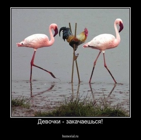 Девочки - закачаешься!