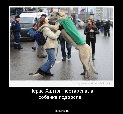 Перис Хилтон постарела, а собачка подросла!