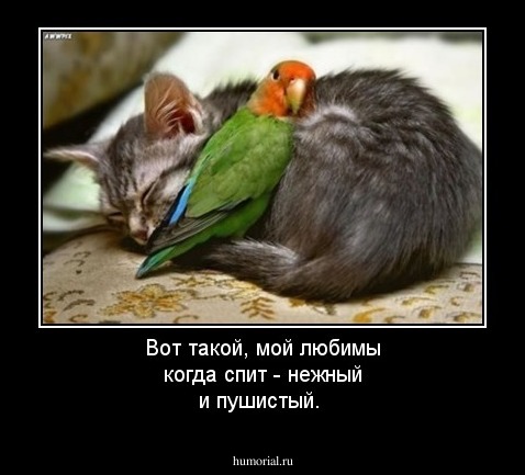 Вот такой, мой любимы когда спит -  нежный и пушистый. 