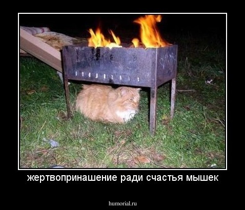 жертвопринашение ради счастья мышек