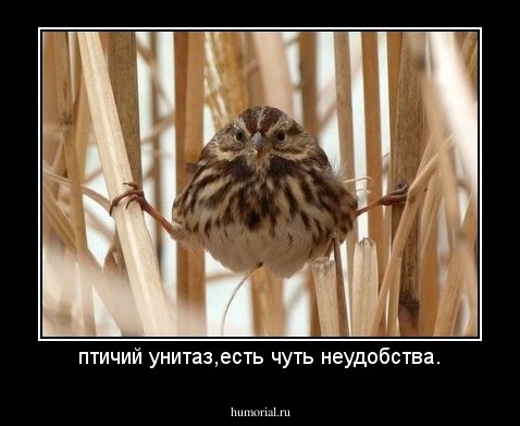 птичий унитаз,есть чуть неудобства.