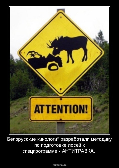 Белорусские кинологи* разработали методику по подготовке лосей к спецпрограмме - АНТИТРАВКА. 
