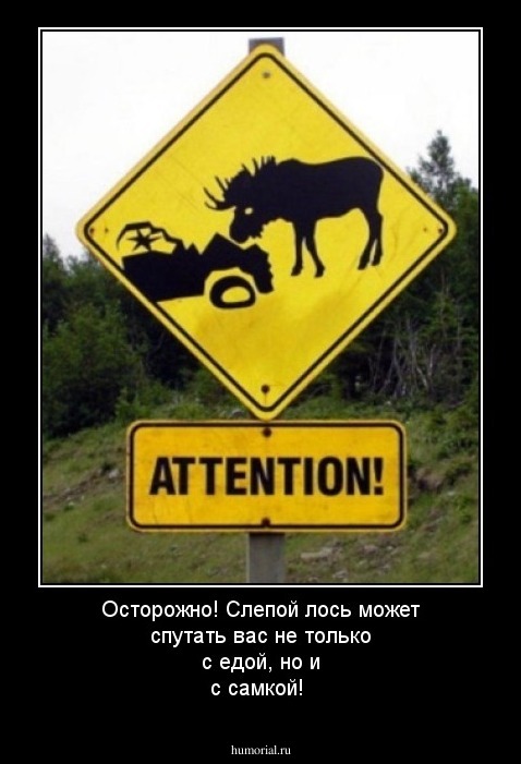 Осторожно! Слепой лось может спутать вас не только с едой, но и с самкой!