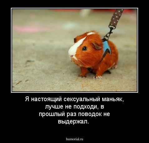 Я настоящий сексуальный маньяк, лучше не подходи,  в прошлый раз поводок не выдержал.