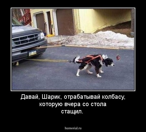 Давай, Шарик, отрабатывай колбасу, которую вчера со стола стащил.