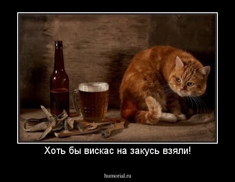 Хоть бы вискас на закусь взяли!