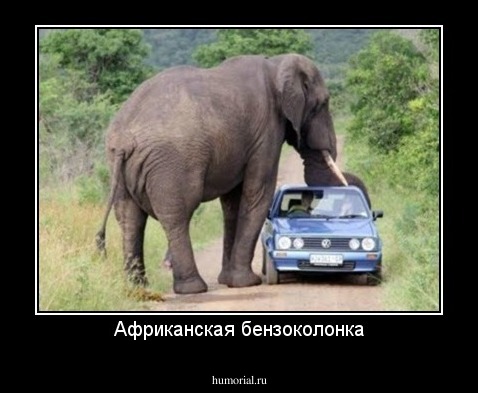 Африканская бензоколонка