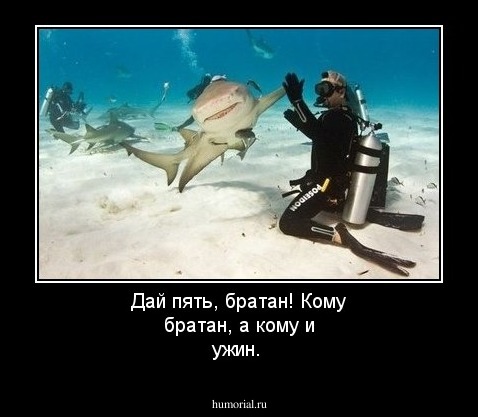 Дай пять, братан! Кому братан, а кому и ужин.