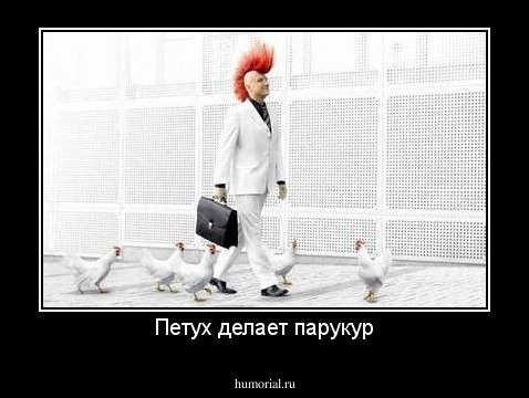 Петух делает парукур